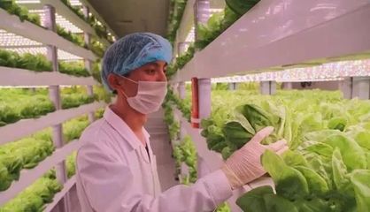 無土無光亦生長 探秘計算機集成下的現代農業革命